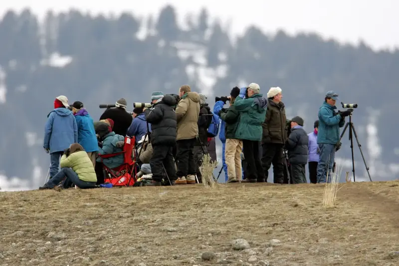 Wolf watchers with spotting scopes at Slough Creek in March