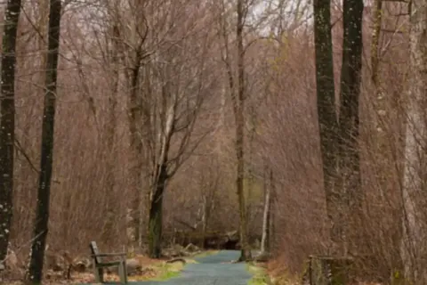 The level Limberlost Trail winding through tall forest in Shenandoah National Park