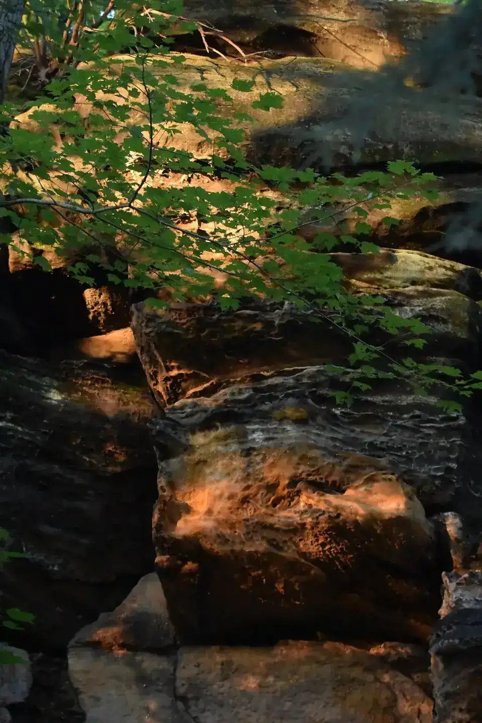 Moss-covered sandstone cliffs along the Ledges Trail