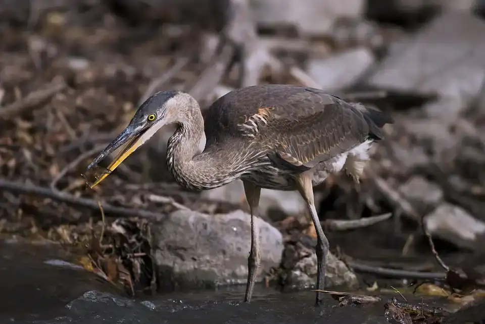 A great blue heron at the edge of Beaver Marsh