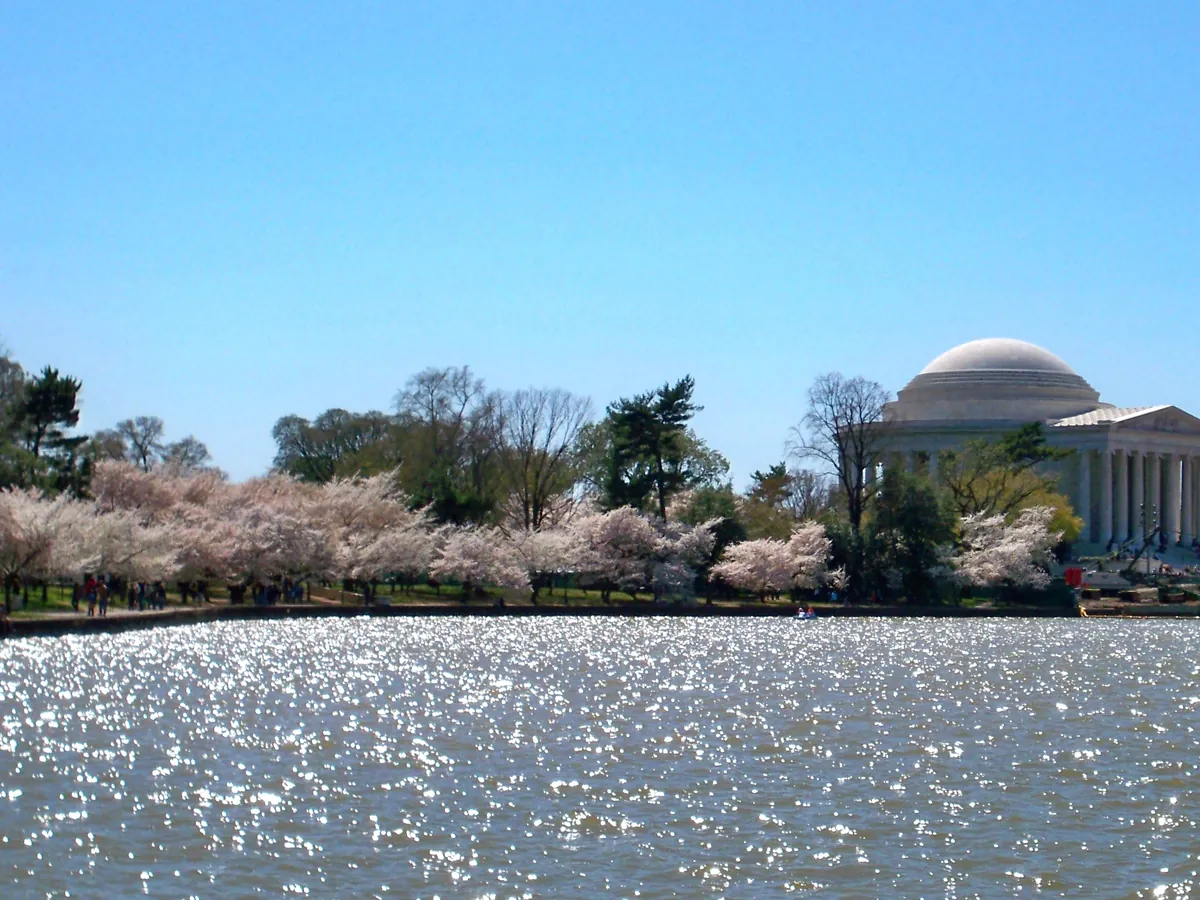 Blossoming cherry branches over the Tidal Basin with the water and memorials behind