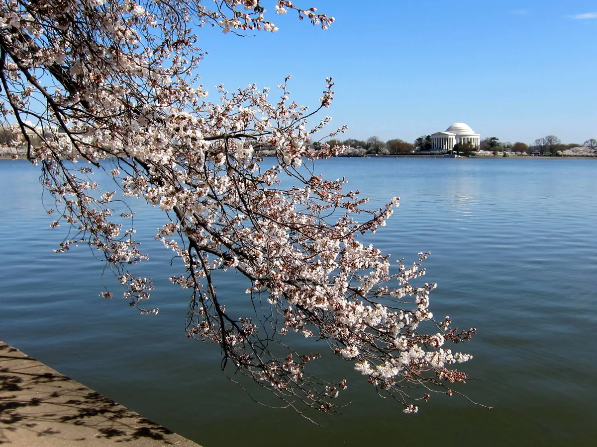 Cherry trees in full pink and white bloom along the Tidal Basin in Washington, DC