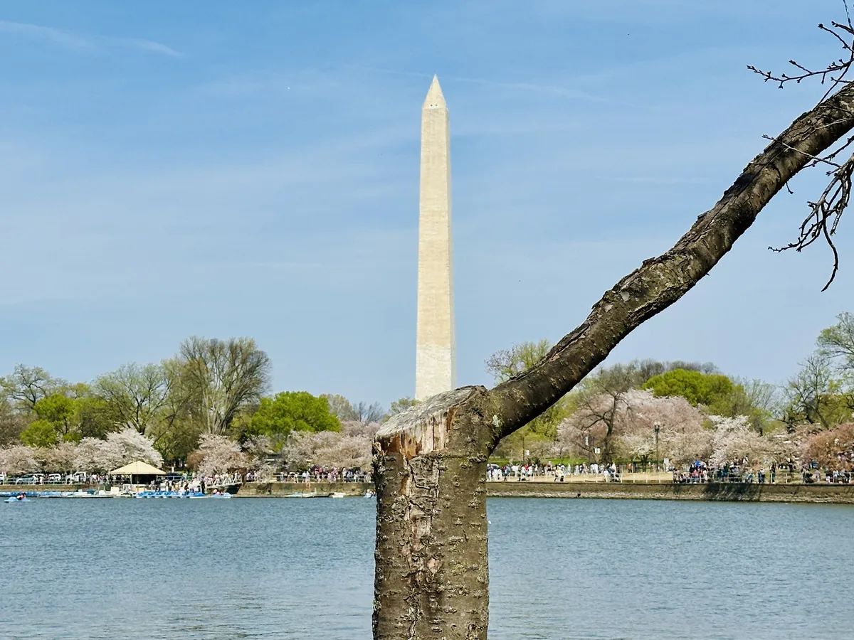A path through blooming cherry trees on the Washington Monument grounds, with the obelisk behind