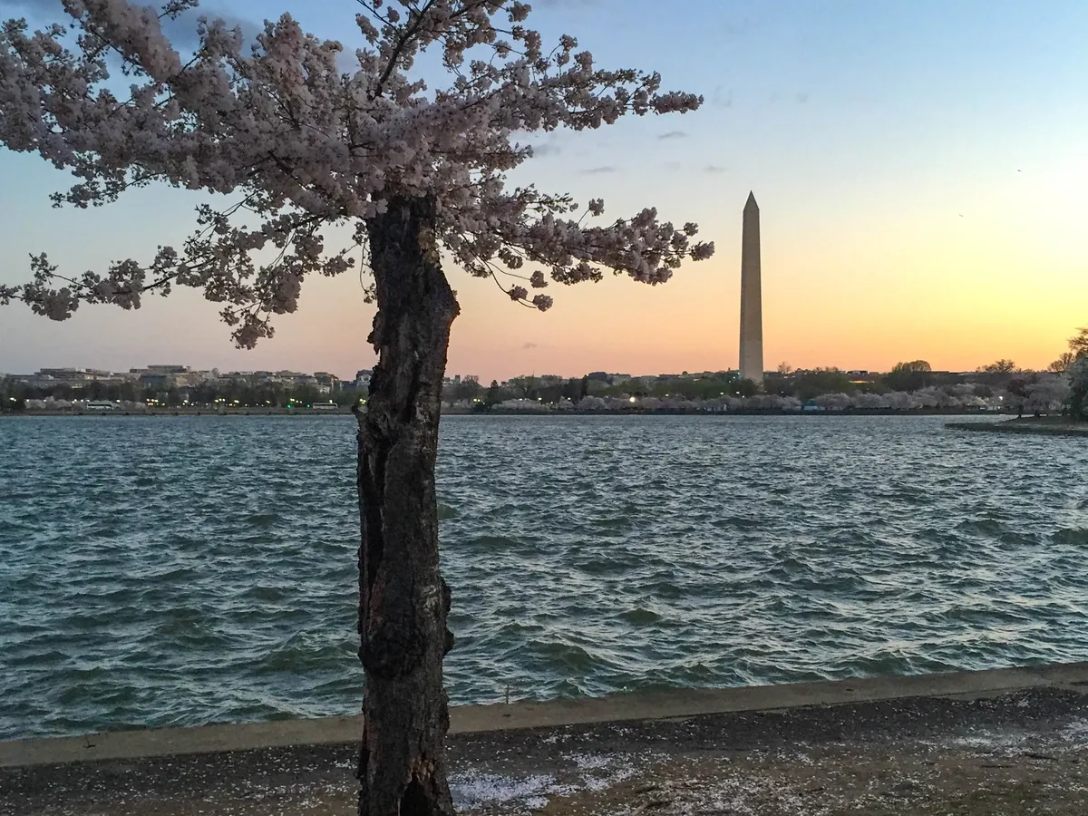 A blooming cherry tree by the water on the National Mall in early light