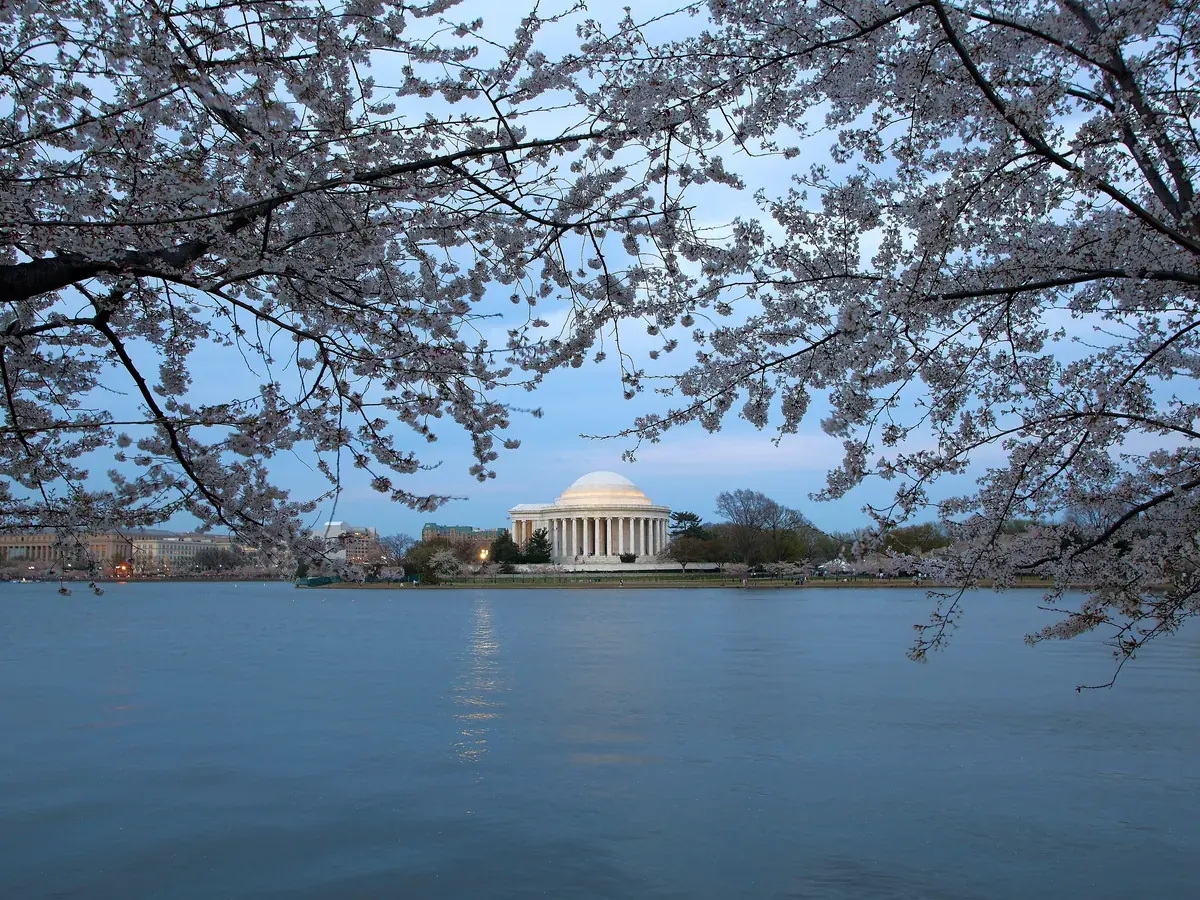 Cherry trees in bloom by the Jefferson Memorial in the evening light