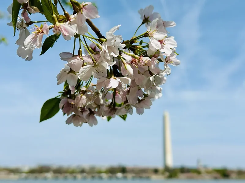 Cherry blossoms in bloom on the Washington Monument grounds, with the obelisk rising behind
