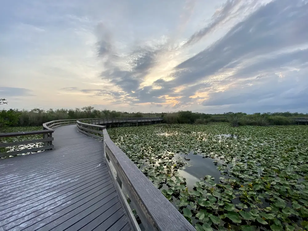 Boardwalk on the Anhinga Trail over a glassy slough