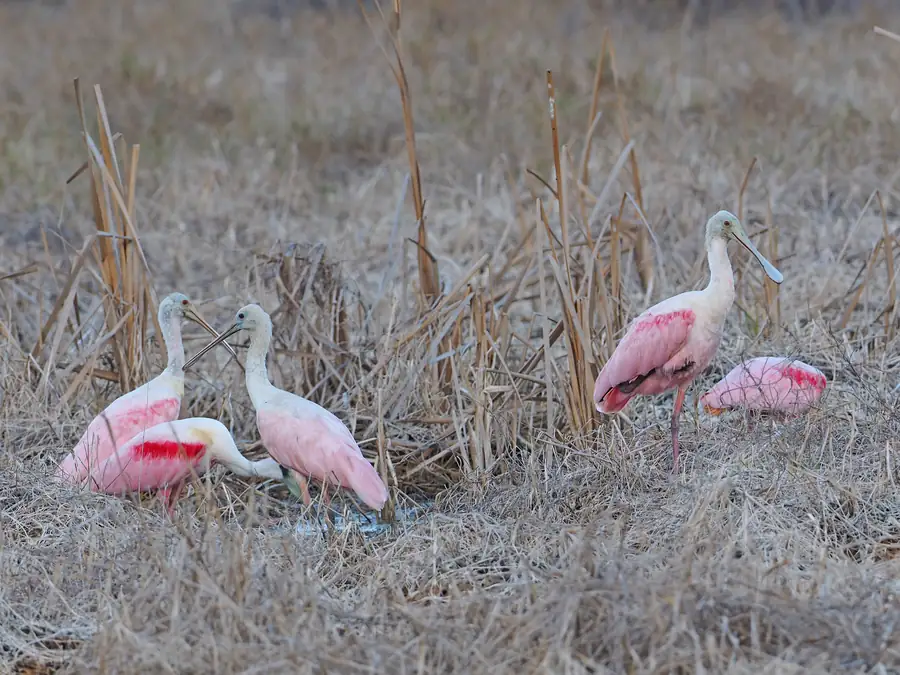 A roseate spoonbill feeding in the shallows