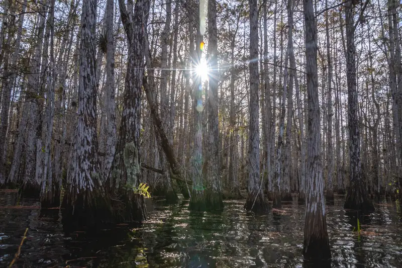 A cypress dome rising from dark still water