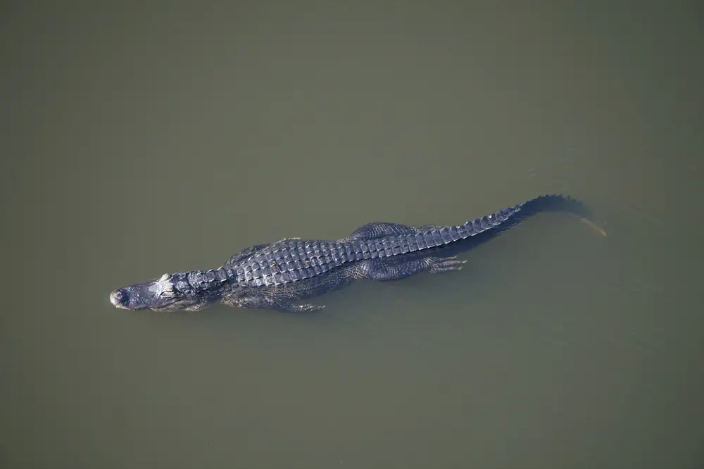 An American alligator swimming through dark marsh water at Shark Valley, Everglades National Park