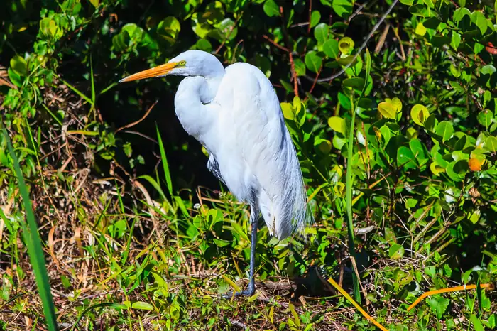 A great egret hunting in the Everglades