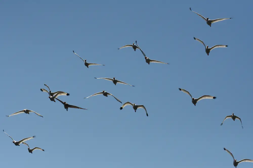 A flock of American white ibis in flight at morning