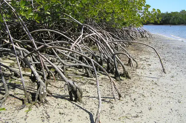 Red mangroves in the Everglades