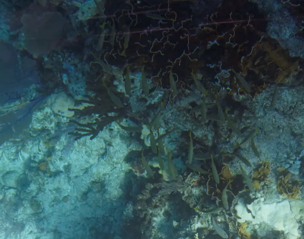 Coral reef and tropical fish at John Pennekamp Coral Reef State Park
