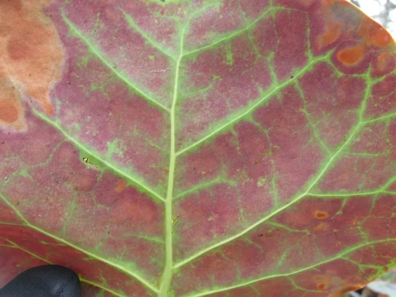 Round red and green sea-grape leaves on a coastal shrub