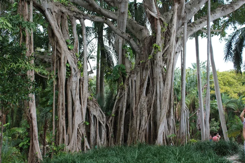 The hanging roots of a huge banyan tree in the Bonnet House gardens