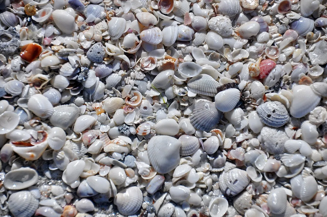 Shells scattered on a Sanibel Island beach