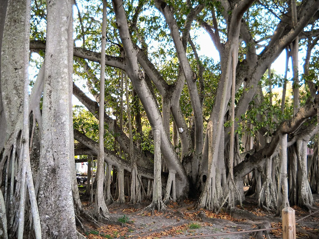The giant banyan tree at the Edison and Ford Winter Estates