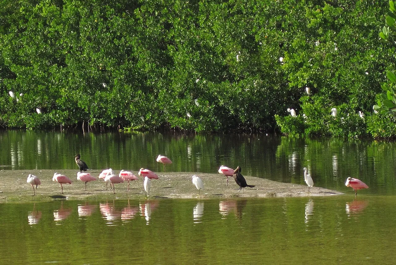 Roseate spoonbills feeding in shallow water on Sanibel Island