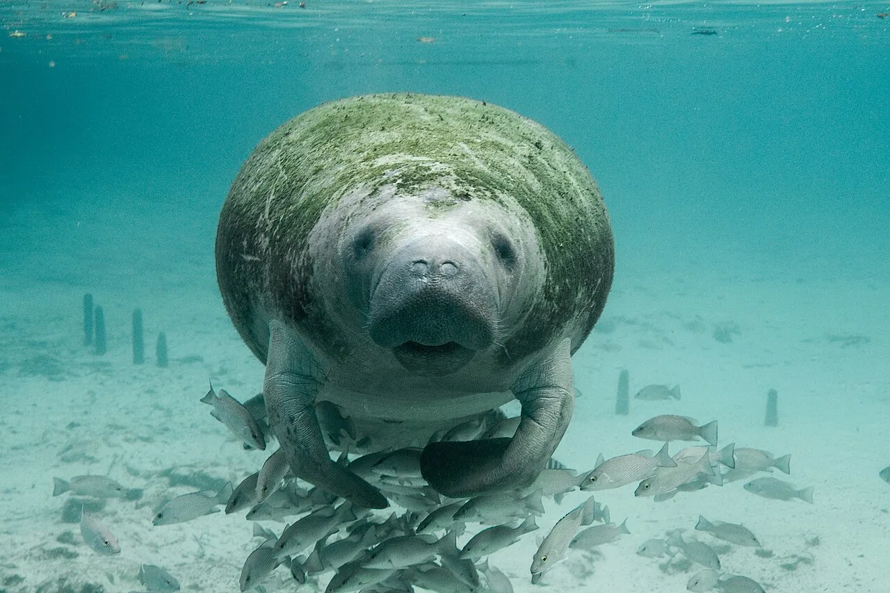 A Florida manatee swimming toward the camera