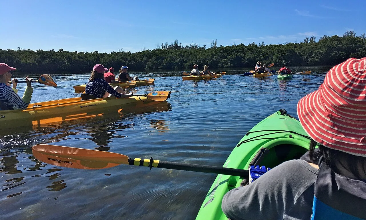 A kayak trail through red mangrove tunnels