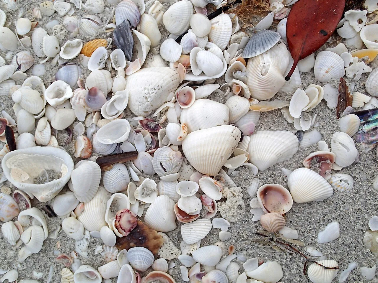 Shells scattered on a Sanibel Island beach