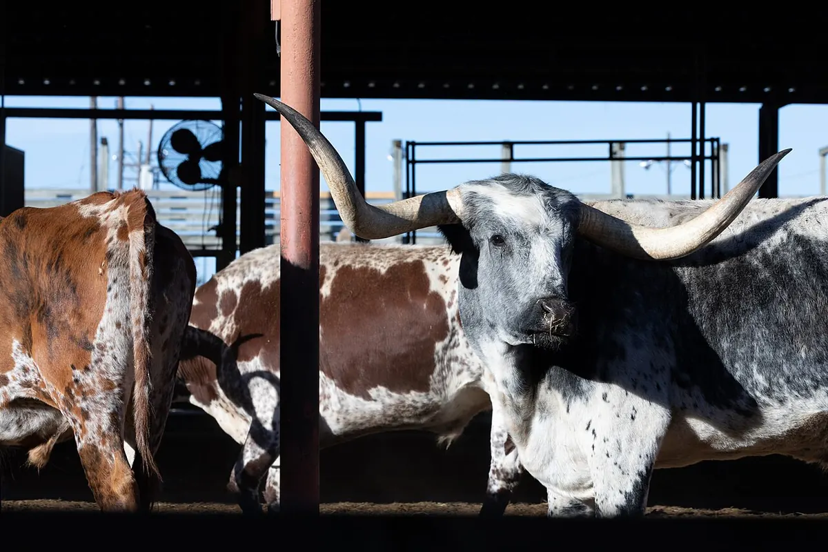 Texas longhorns of the Fort Worth Herd in the Stockyards