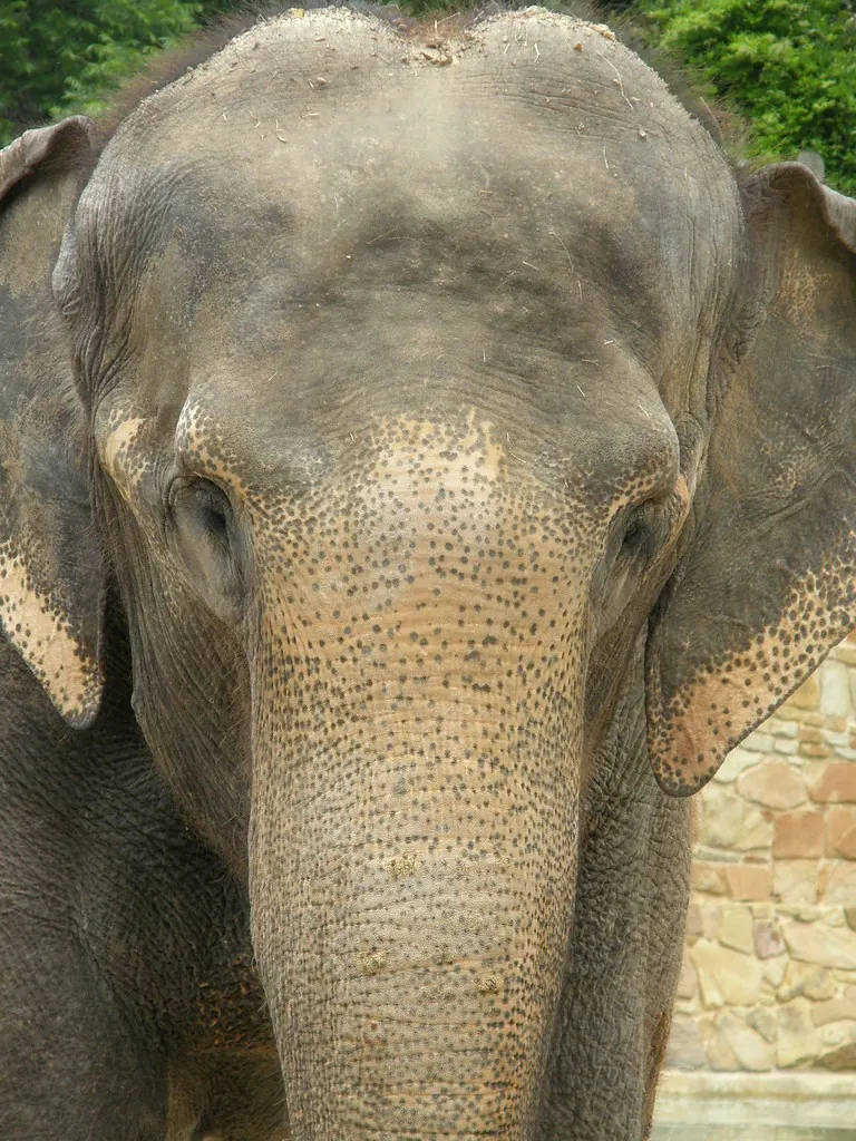 Elephants at Elephant Springs in the Fort Worth Zoo