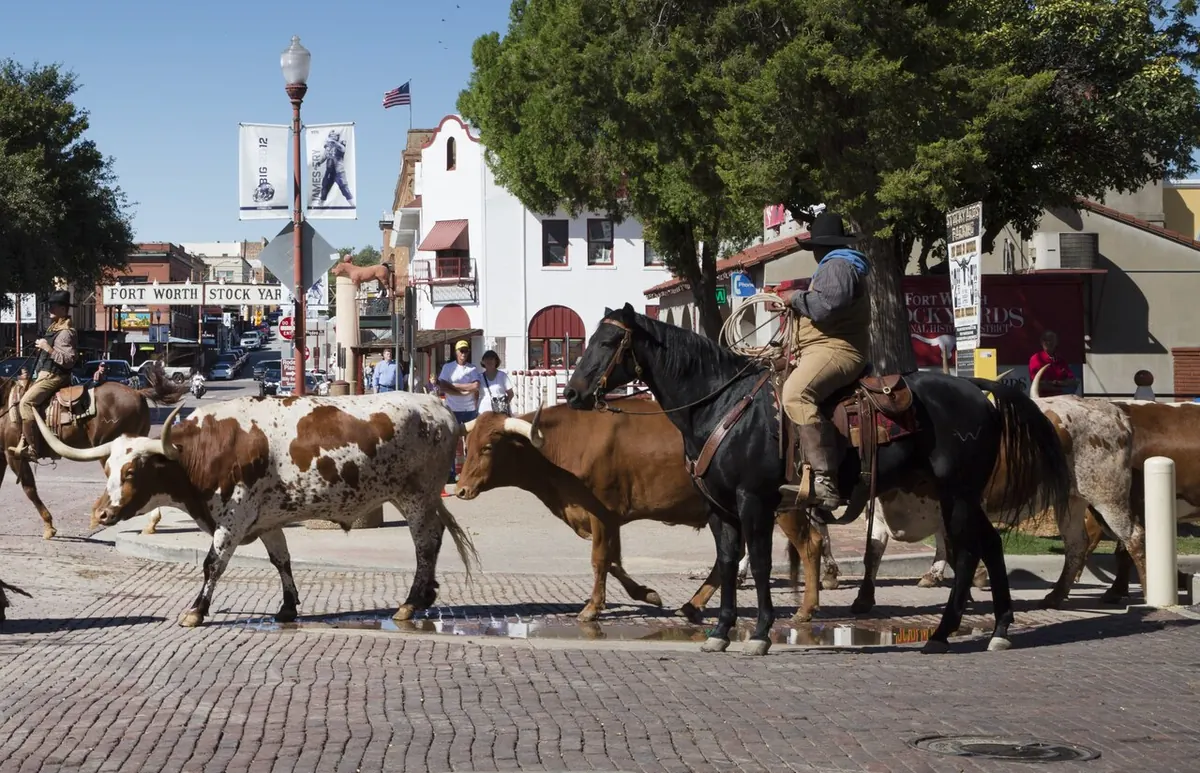 Texas longhorns in the Fort Worth Herd cattle drive on East Exchange Avenue