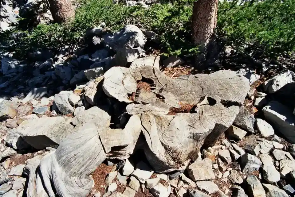 Ancient bristlecone pine in Great Basin National Park