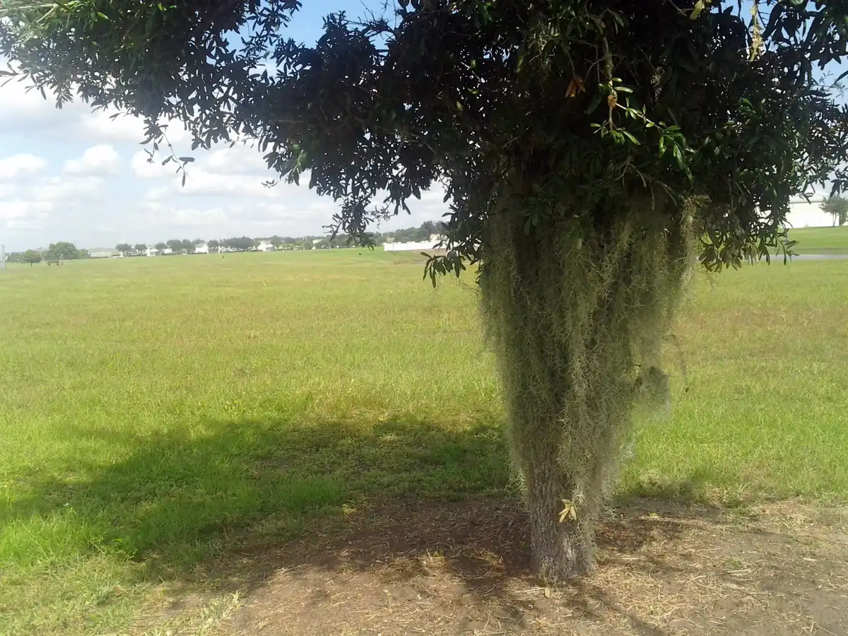 Live oaks with Spanish moss
