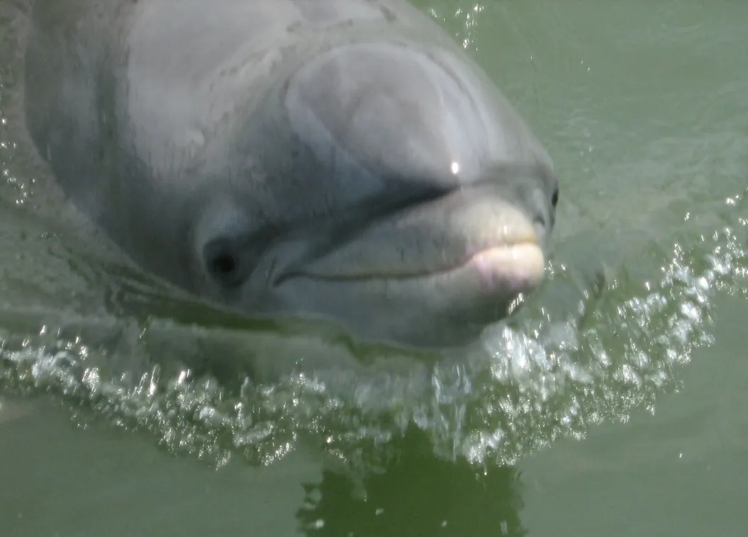Dolphin in Calibogue Sound