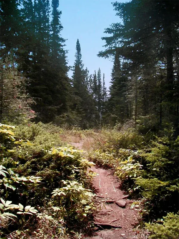 A forest trail through boreal woods on Isle Royale