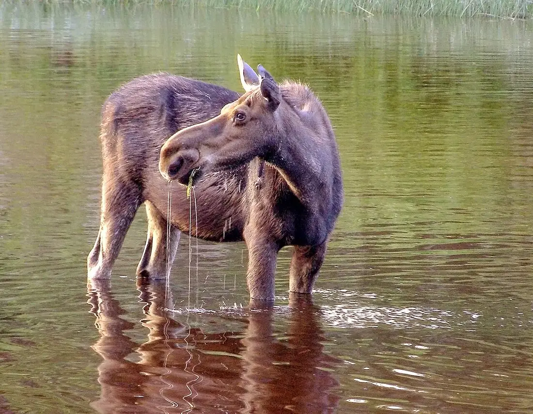 A moose wading in still water on Isle Royale at dawn
