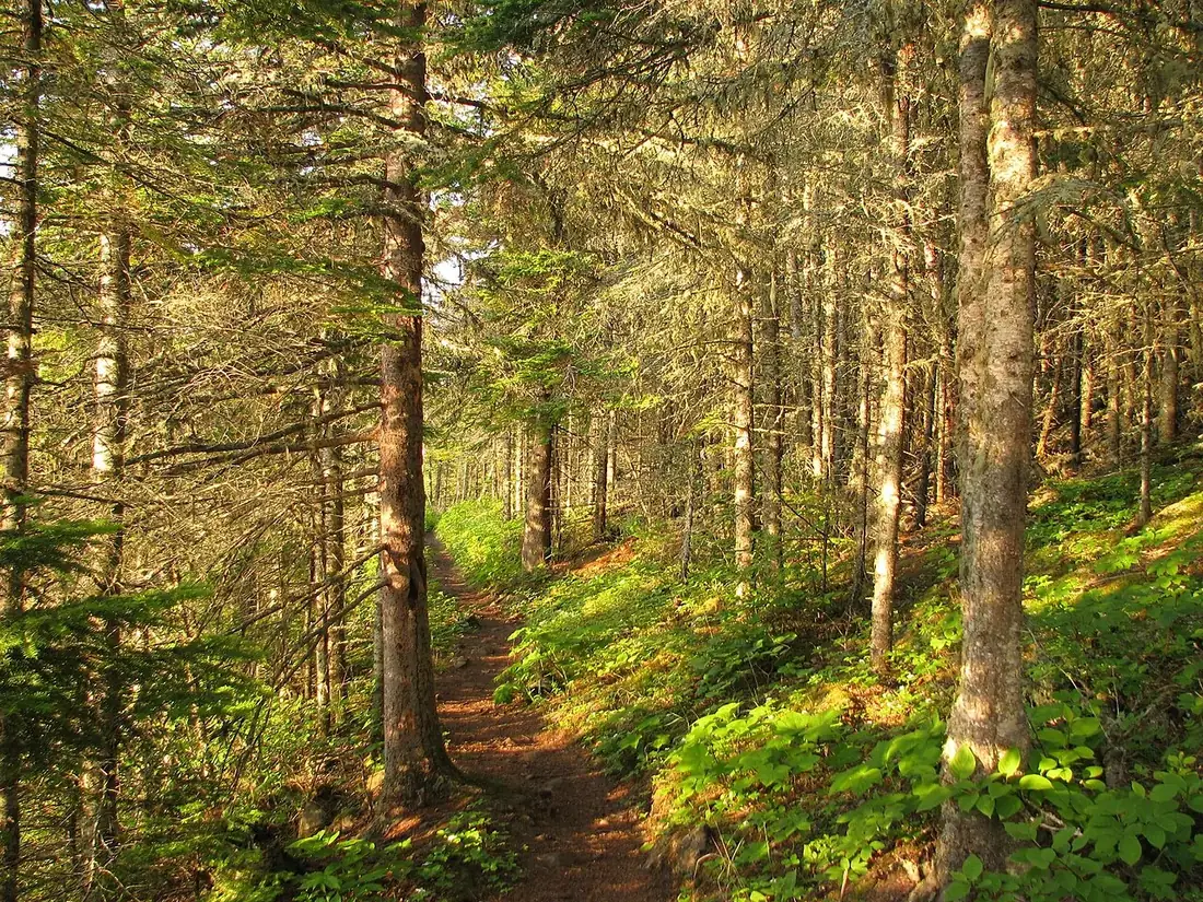 A sunlit boreal forest trail on Isle Royale