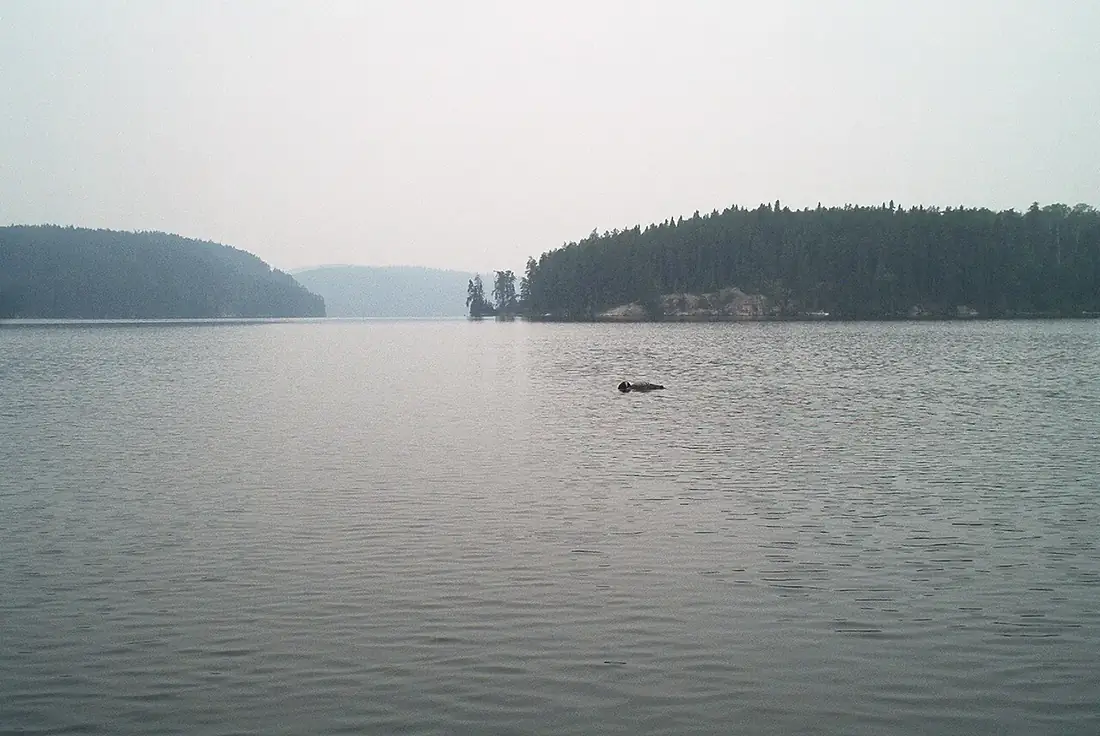 A loon floating on a still Isle Royale lake