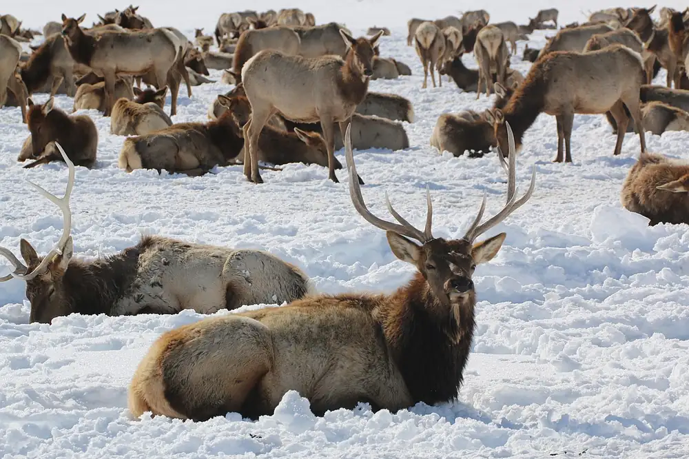 Elk on the National Elk Refuge