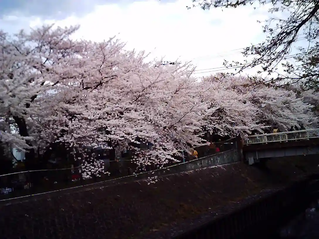 Cherry blossoms over the Zenpukuji River in Tokyo