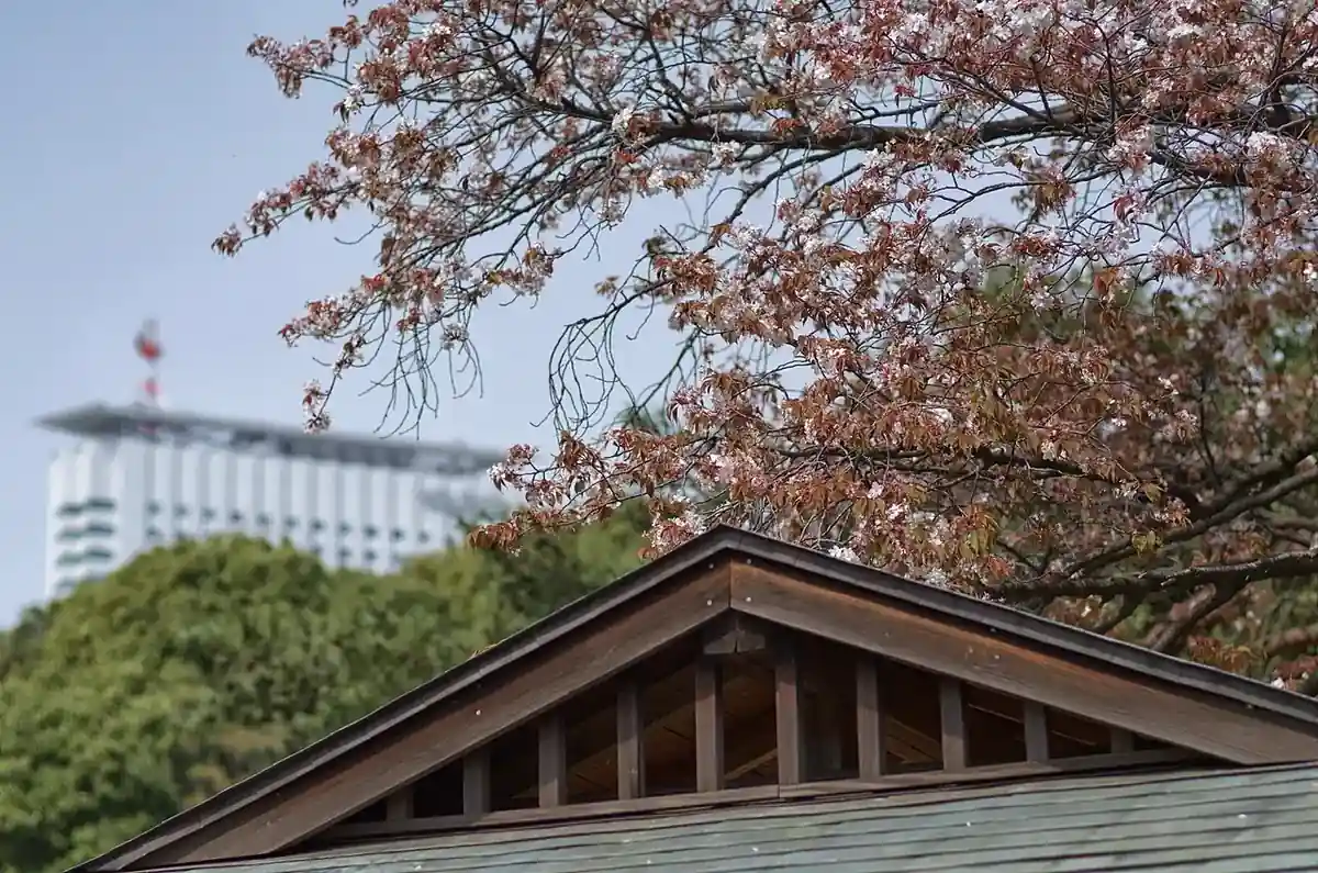 Blossom-lined lawns of Shinjuku Gyoen in spring