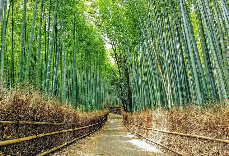 The bamboo grove of Arashiyama in Kyoto