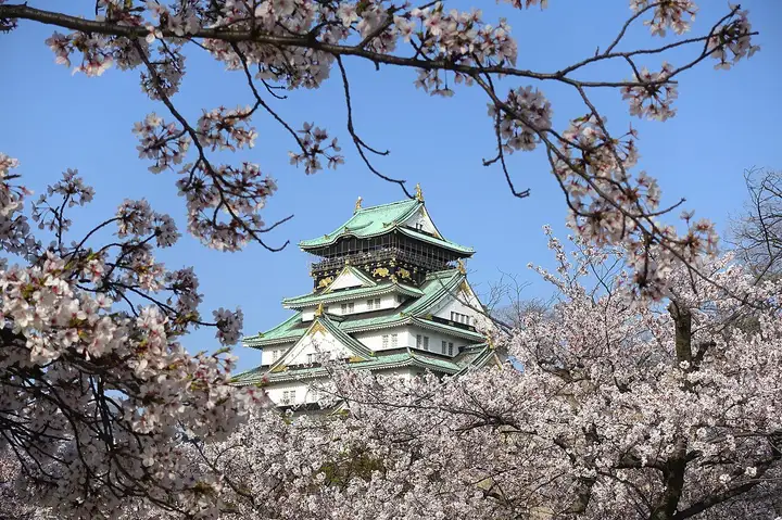 Osaka Castle above cherry blossoms