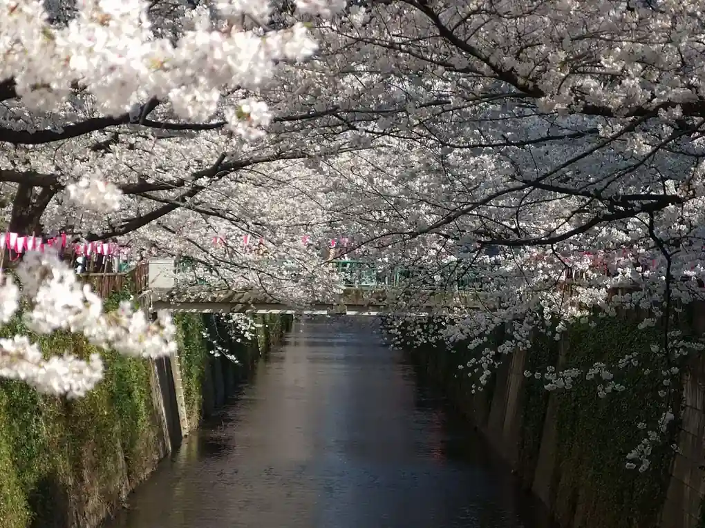 A tunnel of cherry-blossom branches overhanging the Meguro River in Tokyo