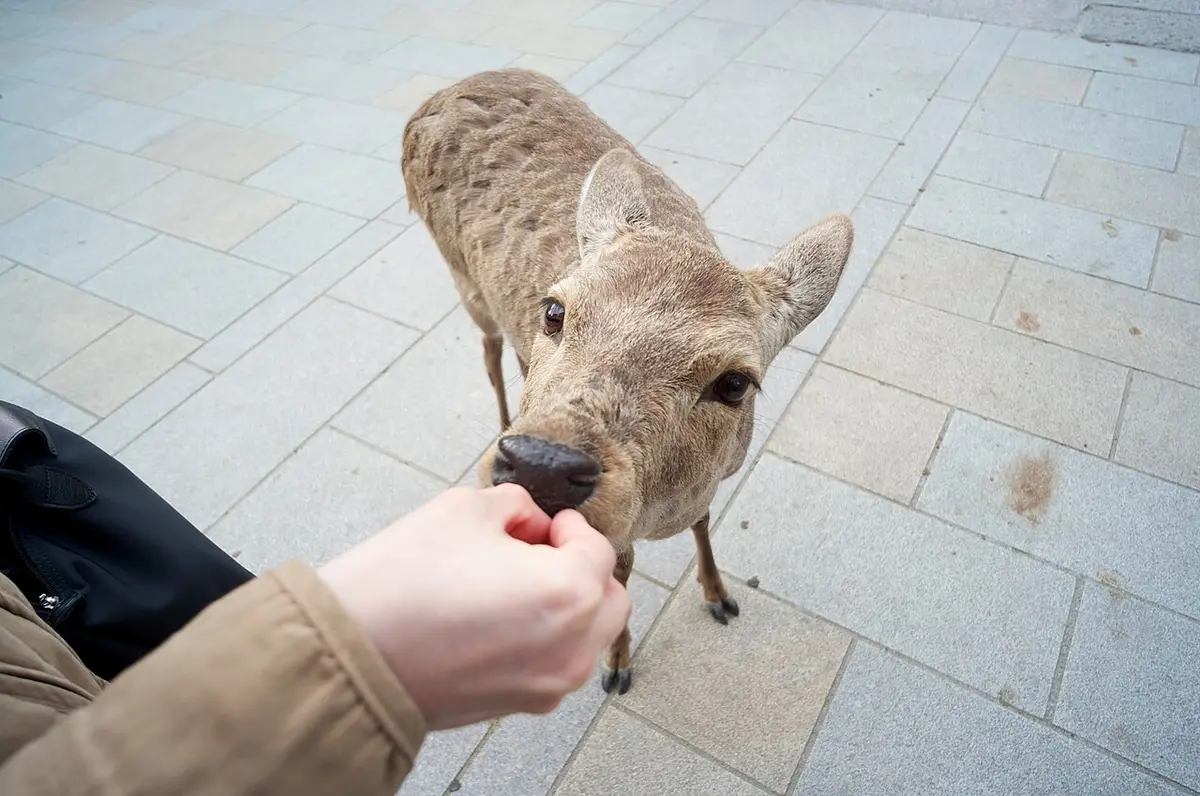 A deer being fed crackers in Nara Park