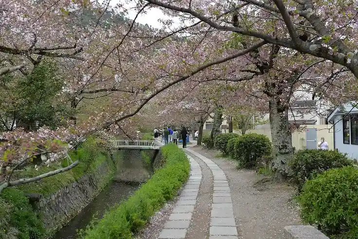 Cherry blossoms along the Philosopher's Path canal in Kyoto