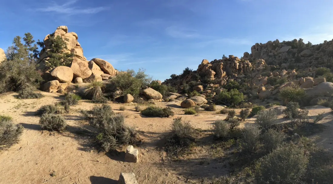 Joshua trees and monzogranite boulders in Joshua Tree National Park