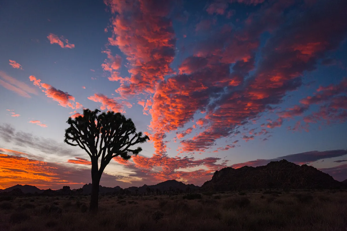 Joshua trees and monzogranite boulders at golden hour, Joshua Tree National Park