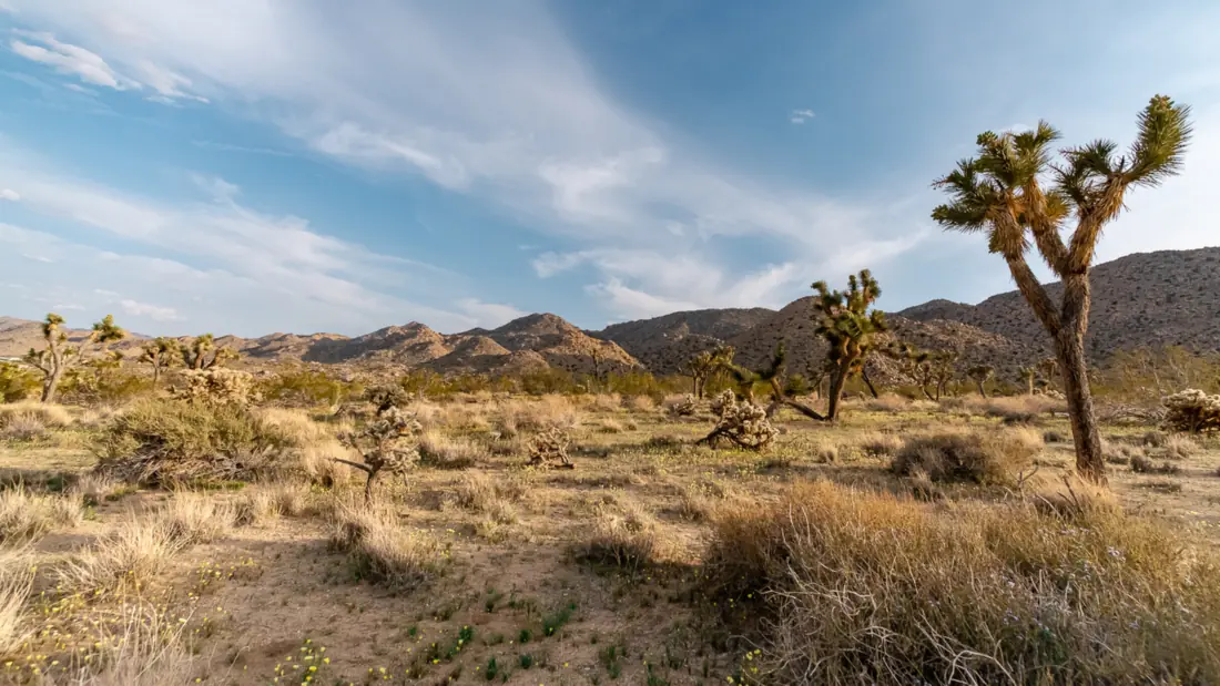 Vast desert trail under intense sun, Joshua Tree National Park