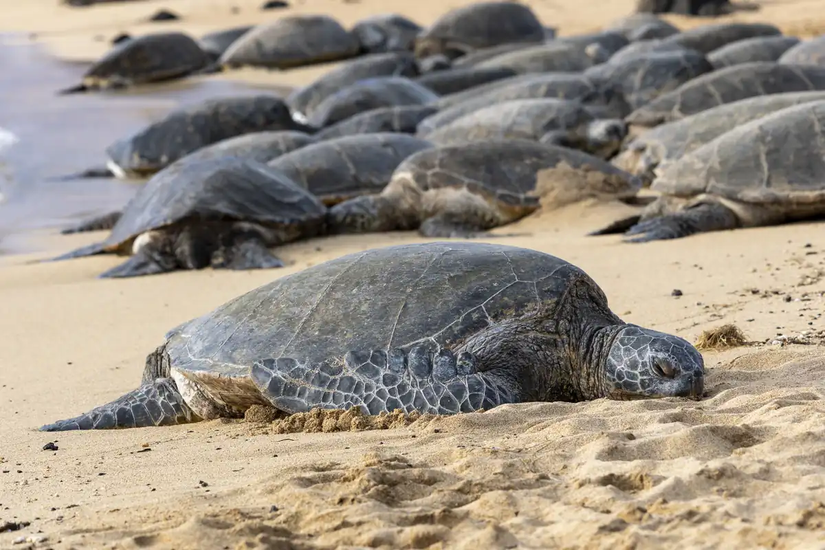 Green sea turtle at Poipu Beach