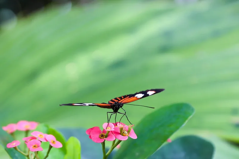 A butterfly resting on a leaf inside the Key West Butterfly and Nature Conservatory