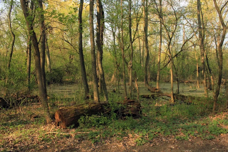 Woods and wetland at Big Foot Beach State Park in spring